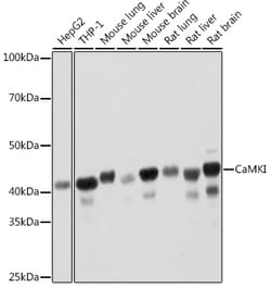 Invitrogen CaMKI Recombinant Rabbit Monoclonal Antibody (4P4K9) 100 &mu;L;
