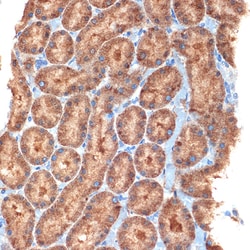 Invitrogen NEK6 Recombinant Rabbit Monoclonal Antibody (1V1X8) 100 &mu;L;