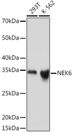 Invitrogen NEK6 Recombinant Rabbit Monoclonal Antibody (1V1X8) 100 &mu;L;