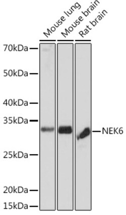 Invitrogen NEK6 Recombinant Rabbit Monoclonal Antibody (1V1X8) 100 &mu;L;