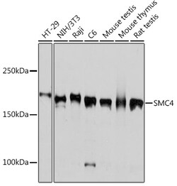 Invitrogen SMC4 Recombinant Rabbit Monoclonal Antibody (9Z8S3) 100 &mu;L;