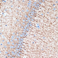 Invitrogen alpha Internexin Recombinant Rabbit Monoclonal Antibody (5E5Z3)