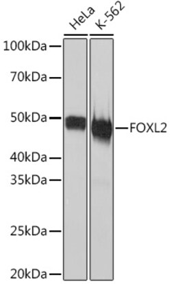 Invitrogen FOXL2 Recombinant Rabbit Monoclonal Antibody (4H5X3) 100 &mu;L;