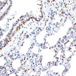 Invitrogen Histone H2A Recombinant Rabbit Monoclonal Antibody (1P5B6) 100