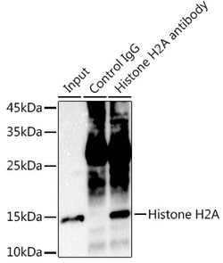 Invitrogen Histone H2A Recombinant Rabbit Monoclonal Antibody (1P5B6) 100