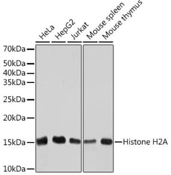 Invitrogen Histone H2A Recombinant Rabbit Monoclonal Antibody (1P5B6) 100