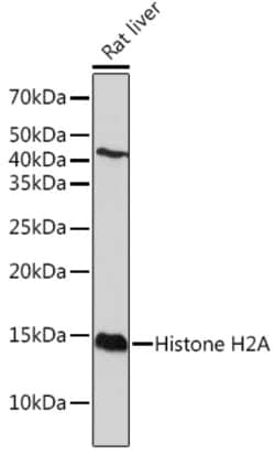 Invitrogen Histone H2A Recombinant Rabbit Monoclonal Antibody (1P5B6) 100