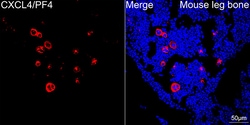 Invitrogen&trade;&nbsp;PF4 Recombinant Rabbit Monoclonal Antibody (6Q10H2)