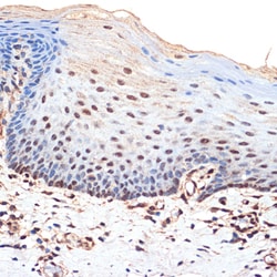 BANF1 Recombinant Rabbit Monoclonal Antibody (6J8O2):Antibodies, Recombinant