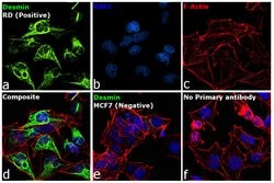 Invitrogen Desmin Recombinant Rabbit Monoclonal Antibody (6O9O4) 100 &mu;L;