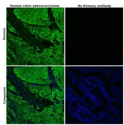 Invitrogen Desmin Recombinant Rabbit Monoclonal Antibody (6O9O4) 100 &mu;L;