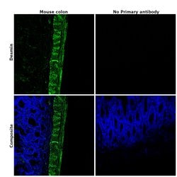 Invitrogen Desmin Recombinant Rabbit Monoclonal Antibody (6O9O4) 100 &mu;L;