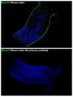 Invitrogen Desmin Recombinant Rabbit Monoclonal Antibody (6O9O4) 100 &mu;L;