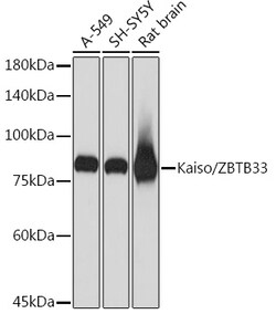 Invitrogen Kaiso Recombinant Rabbit Monoclonal Antibody (10O4V2) 100 &mu;L;