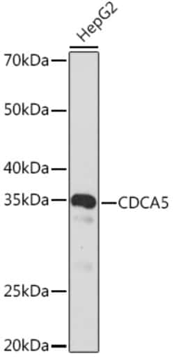CDCA5 Recombinant Rabbit Monoclonal Antibody (1Y1C9):Antibodies, Recombinant