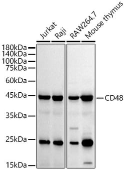 Invitrogen CD48 Recombinant Rabbit Monoclonal Antibody (1B6W3) 100 &mu;L;