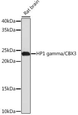 Invitrogen HP1 gamma Recombinant Rabbit Monoclonal Antibody (7B7Q2) 100 &mu;L | Buy Online | Invitrogen&trade; | Fisher Scientific
