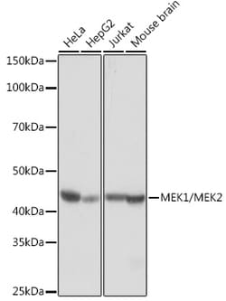 Invitrogen MEK1/MEK2 Recombinant Rabbit Monoclonal Antibody (2I4U3) 100
