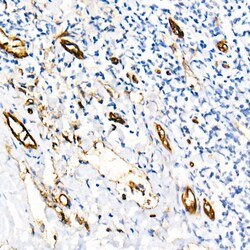 Invitrogen CD31 (PECAM-1) Recombinant Rabbit Monoclonal Antibody (2V8C4)