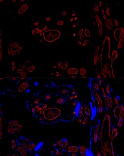 Invitrogen CD31 (PECAM-1) Recombinant Rabbit Monoclonal Antibody (2V8C4)