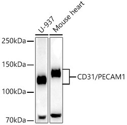 Invitrogen CD31 (PECAM-1) Recombinant Rabbit Monoclonal Antibody (2V8C4)
