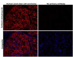 Invitrogen Carbonic Anhydrase IX Recombinant Rabbit Monoclonal Antibody