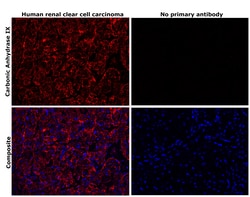 Invitrogen Carbonic Anhydrase IX Recombinant Rabbit Monoclonal Antibody