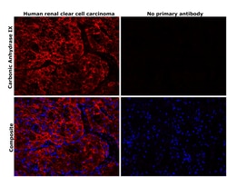 Invitrogen Carbonic Anhydrase IX Recombinant Rabbit Monoclonal Antibody