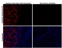 Invitrogen Carbonic Anhydrase IX Recombinant Rabbit Monoclonal Antibody