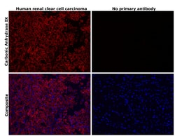 Invitrogen Carbonic Anhydrase IX Recombinant Rabbit Monoclonal Antibody