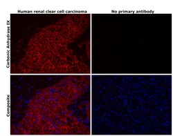 Invitrogen Carbonic Anhydrase IX Recombinant Rabbit Monoclonal Antibody