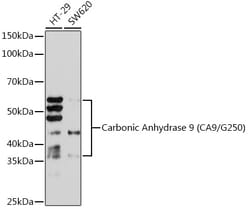 Invitrogen Carbonic Anhydrase IX Recombinant Rabbit Monoclonal Antibody