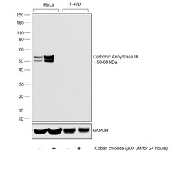 Invitrogen Carbonic Anhydrase IX Recombinant Rabbit Monoclonal Antibody
