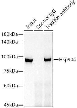 Invitrogen HSP90 alpha Recombinant Rabbit Monoclonal Antibody (0R3S6) 100