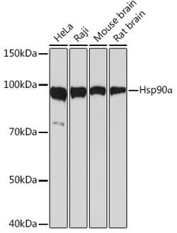 Invitrogen HSP90 alpha Recombinant Rabbit Monoclonal Antibody (0R3S6) 100