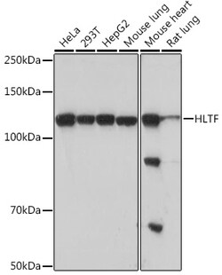 Invitrogen HLTF Recombinant Rabbit Monoclonal Antibody (8T0I2) 100 &mu;L;
