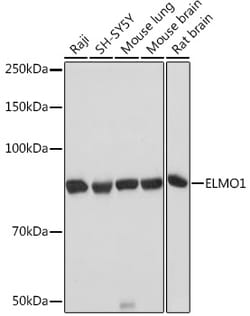 Invitrogen ELMO1 Recombinant Rabbit Monoclonal Antibody (9X6Y6) 100 &mu;L;
