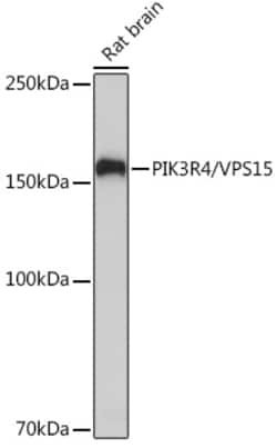 PIK3R4 Recombinant Rabbit Monoclonal Antibody (5J3U5):Antibodies, Recombinant