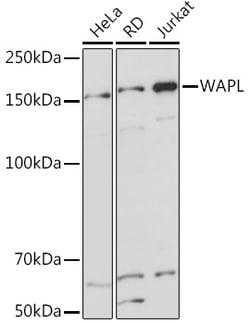 Invitrogen WAPL Recombinant Rabbit Monoclonal Antibody (3Q4G1) 100 &mu;L;