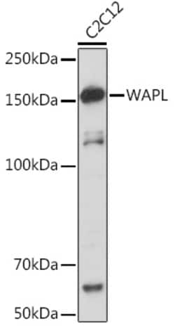 Invitrogen WAPL Recombinant Rabbit Monoclonal Antibody (3Q4G1) 100 &mu;L;