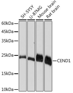 Invitrogen CEND Recombinant Rabbit Monoclonal Antibody (1D3Z1) 100 &mu;L;
