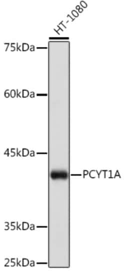 Invitrogen PCYT1A Recombinant Rabbit Monoclonal Antibody (1D9L4) 100 &mu;L;