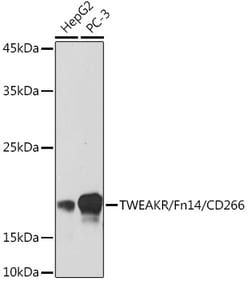 Invitrogen CD266 Recombinant Rabbit Monoclonal Antibody (1G4T3) 100 &mu;L;