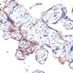 Invitrogen ARTS1 Recombinant Rabbit Monoclonal Antibody (6V8C0) 100 &mu;L;