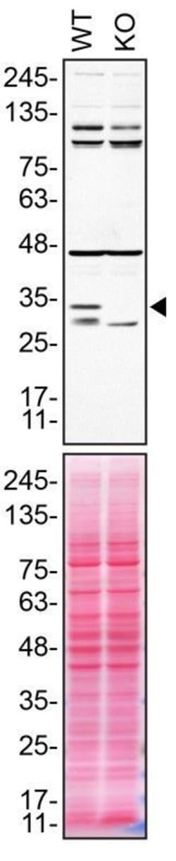 Invitrogen Syntaxin 4 Recombinant Rabbit Monoclonal Antibody (8F3P7) 100