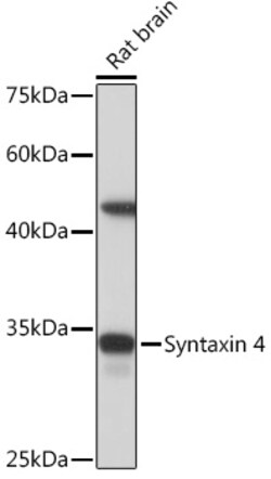 Invitrogen Syntaxin 4 Recombinant Rabbit Monoclonal Antibody (8F3P7) 100