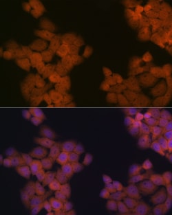 Invitrogen Cdc23 Recombinant Rabbit Monoclonal Antibody (1Q2I3) 100 &mu;L;