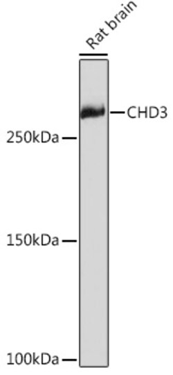 Invitrogen CHD3 Recombinant Rabbit Monoclonal Antibody (8Z6L6) 100 &mu;L;