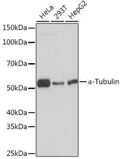 Invitrogen alpha Tubulin Recombinant Rabbit Monoclonal Antibody (3P2D9) 100 &mu;L | Buy Online | Invitrogen&trade; | Fisher Scientific