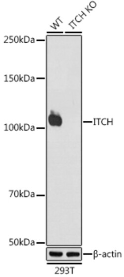 Invitrogen ITCH Recombinant Rabbit Monoclonal Antibody (7I7B10) 100 &mu;L;